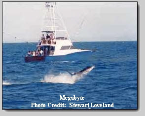 Megabyte
Photo Credit:  Stewart Loveland